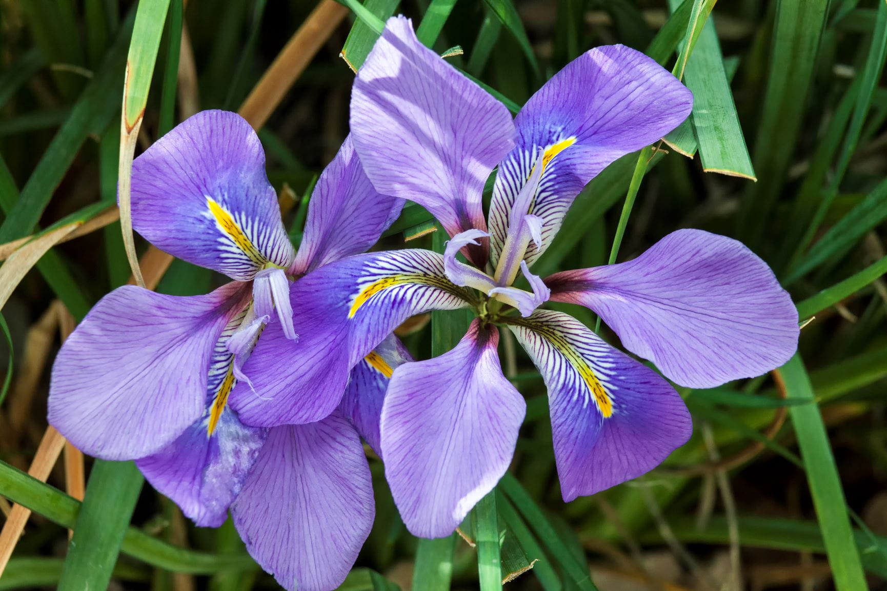 Iris in the garden 