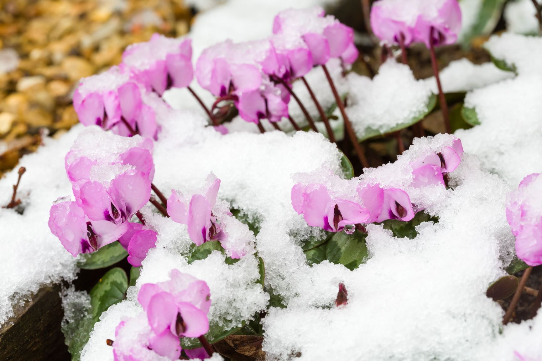 cyclamens in the snow