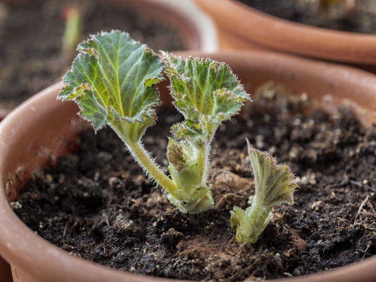 Cutting of a begonia