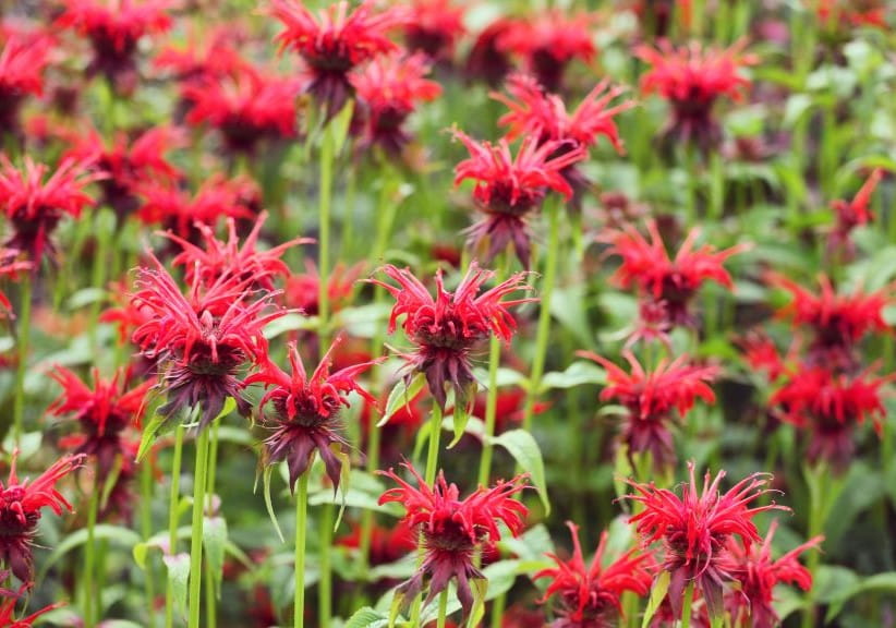 Monarda 'Squaw grass