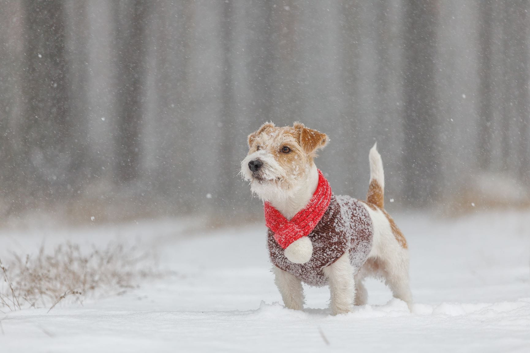 dog outside on a snowy day