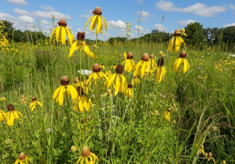 Ratibida pinnata in the field