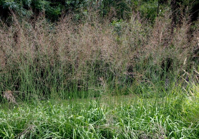 Molinia caerulea subsp. arundinacea 'Transparent