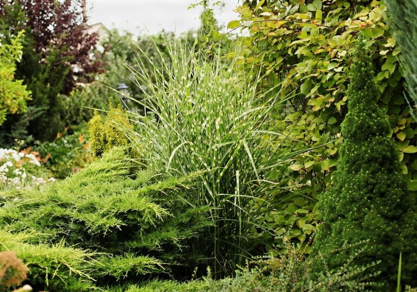 Zebrinus flowering in a garden