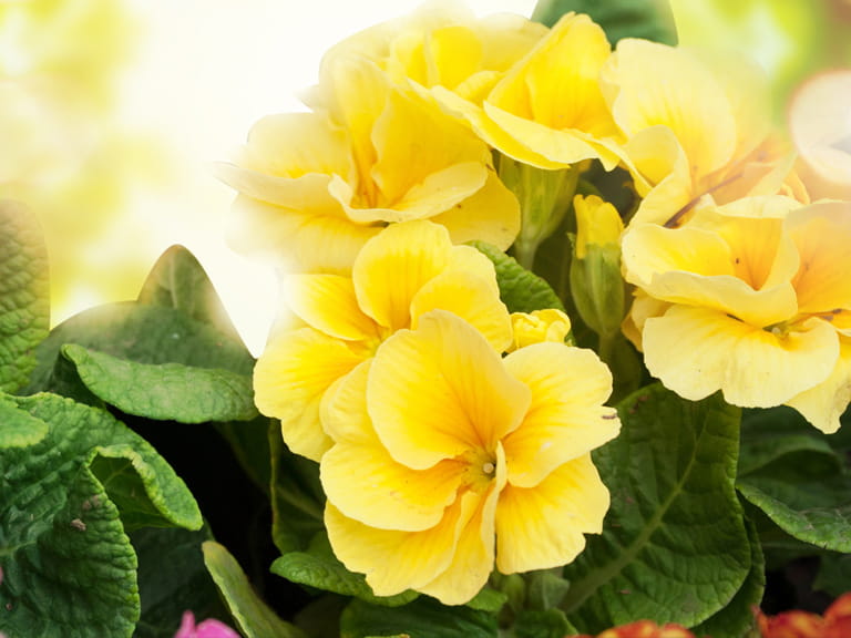 yellow double primroses