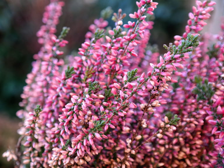 winter flowering heathers