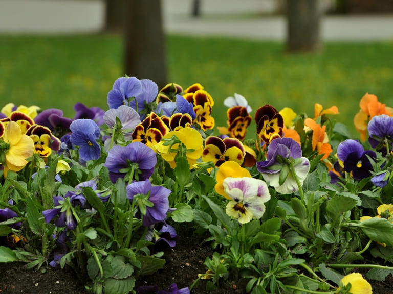 winter pansies