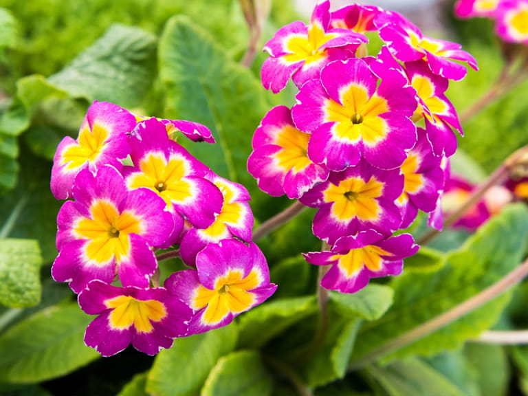 polyanthus flowers