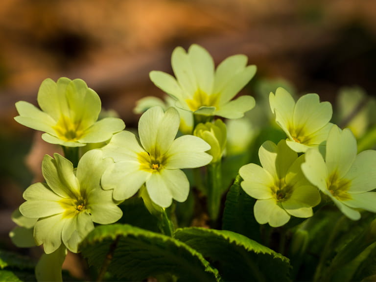 winter single primroses