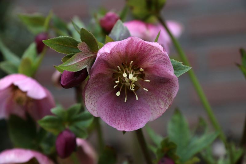 Helleborus x sternii in flower