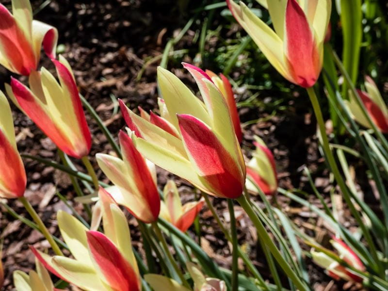 Lady tulip