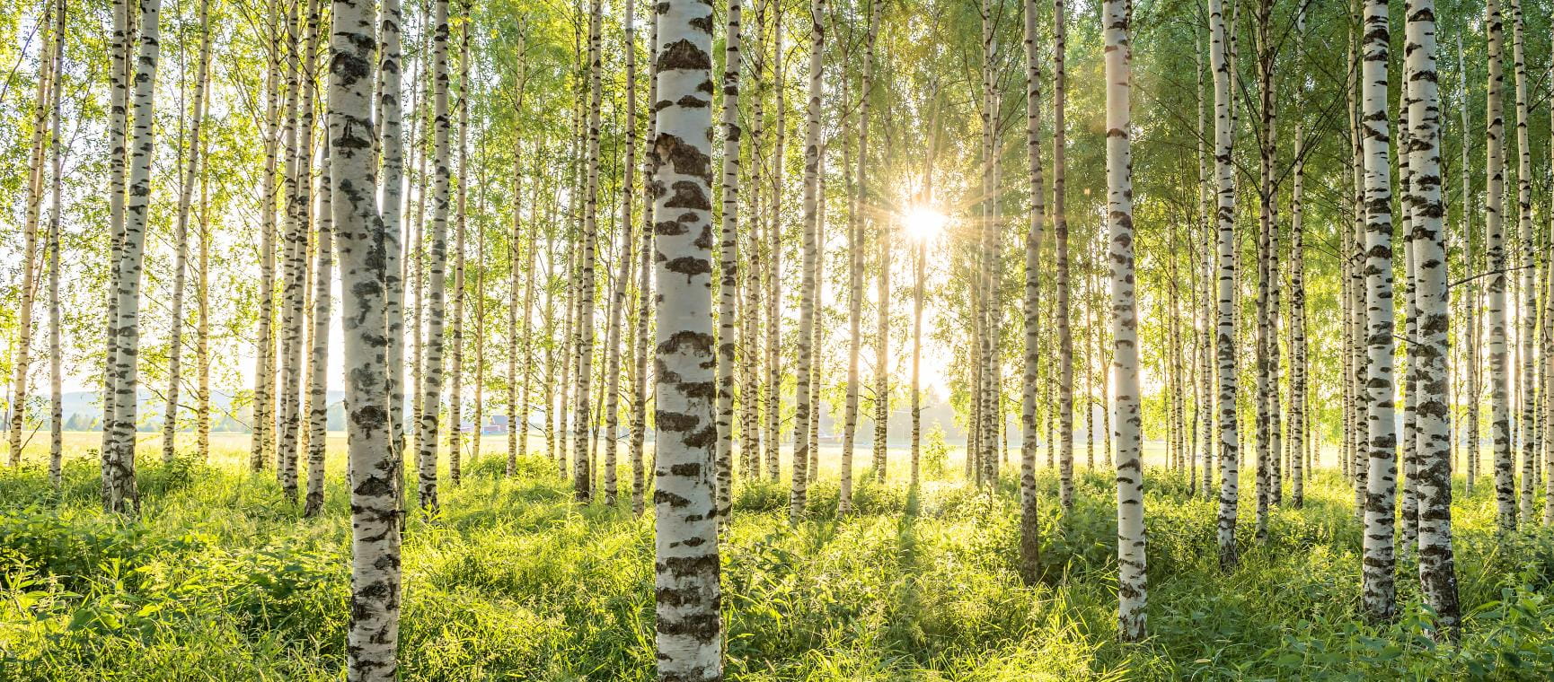 A forest of silver birch trees with sunlight pouring through the trees