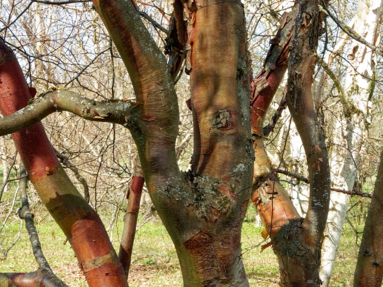 The trunk of a Chinese Red Birch tree