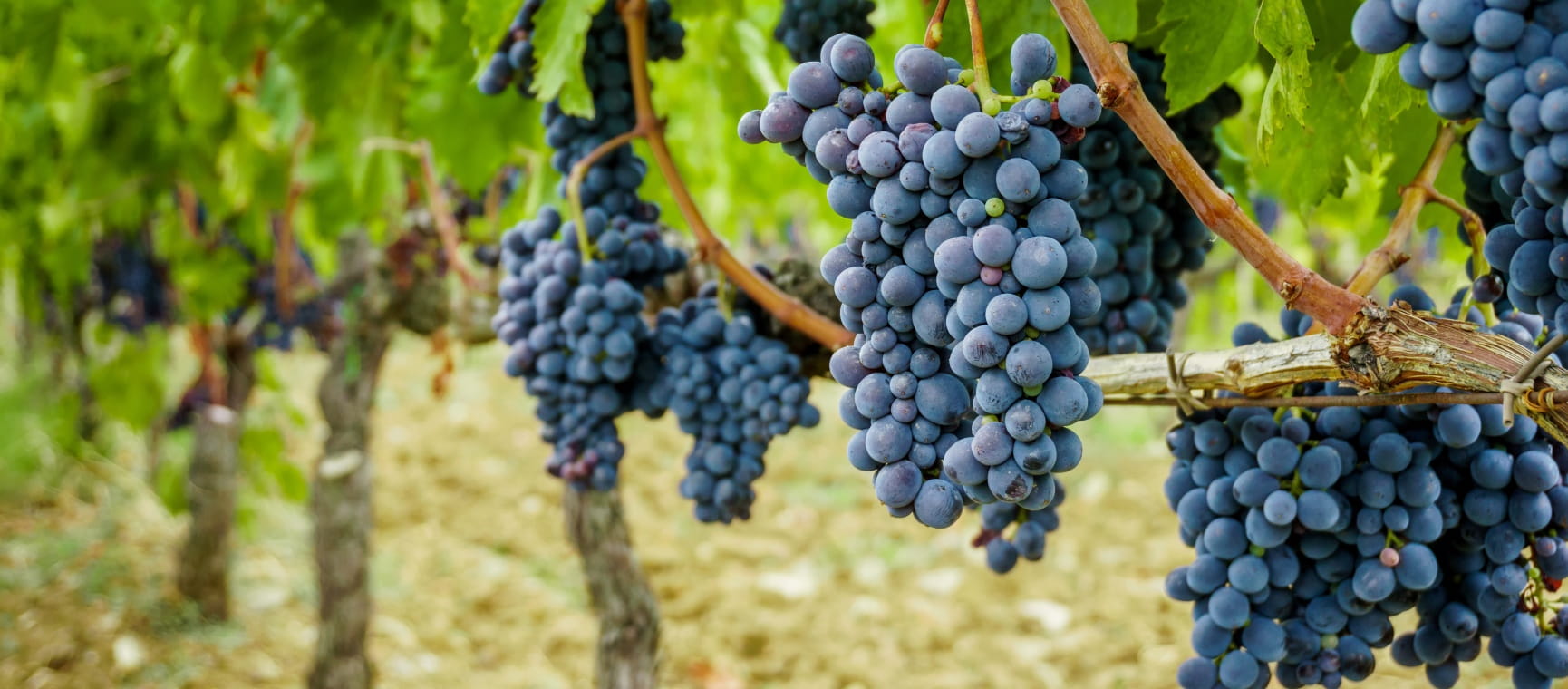Bunches of ripe blue grapes on the vine