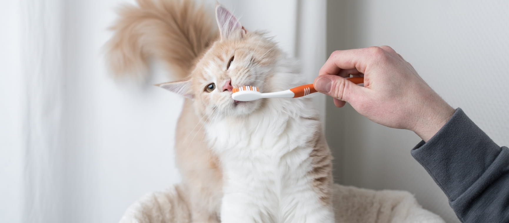 A white and ginger cat having its teeth brushed