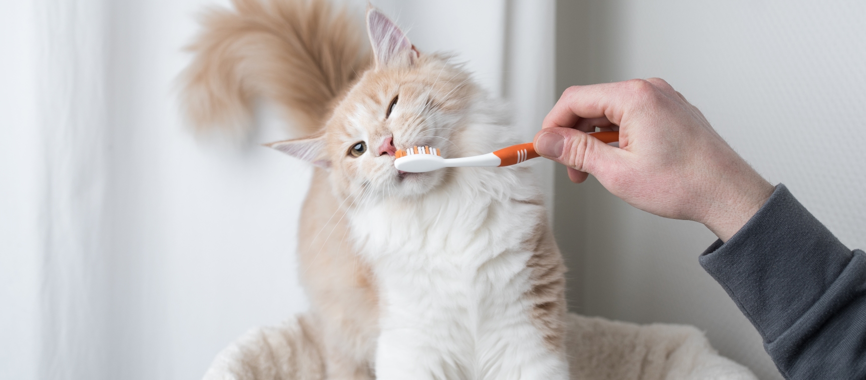 A white and ginger cat having its teeth brushed