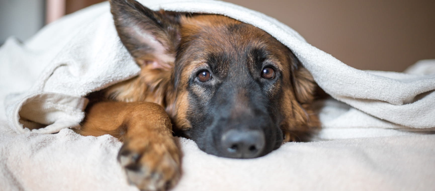 A German Shepherd lying under a bedcover with its face and paw sticking out