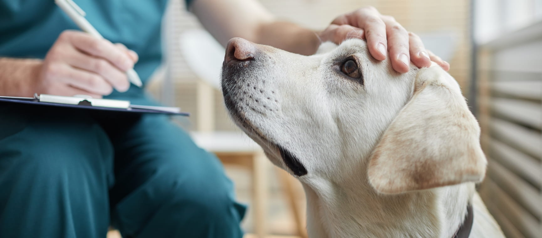 A vet pets a golden Labrador on the head while writing notes on a clipboard