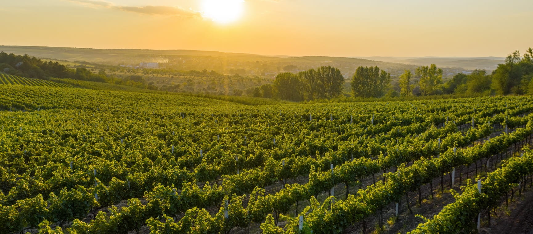 Sunset over green vineyards and hills in Cricova, Moldova