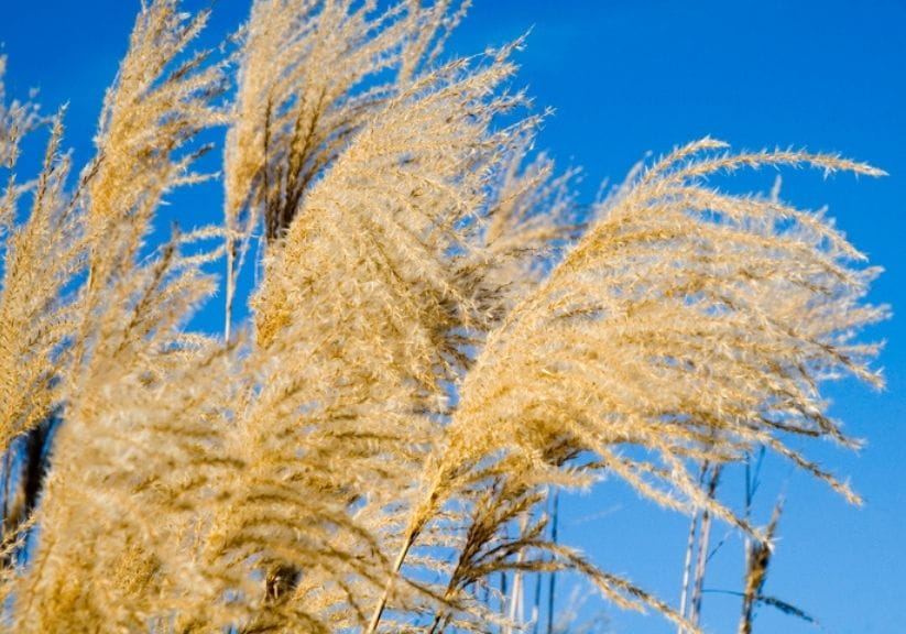 Fronds of Miscanthus silberfeder against a blue sky
