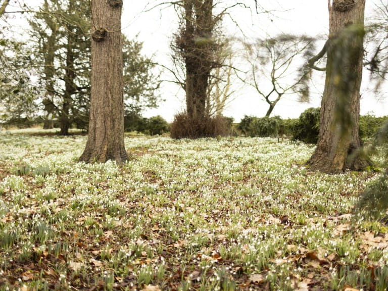 Snowdrops amongst trees at National Trust Oxburgh Estate