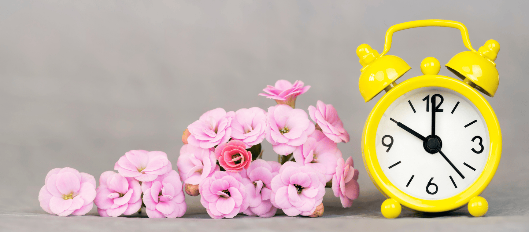 pink flowers with a yellow alarm clock