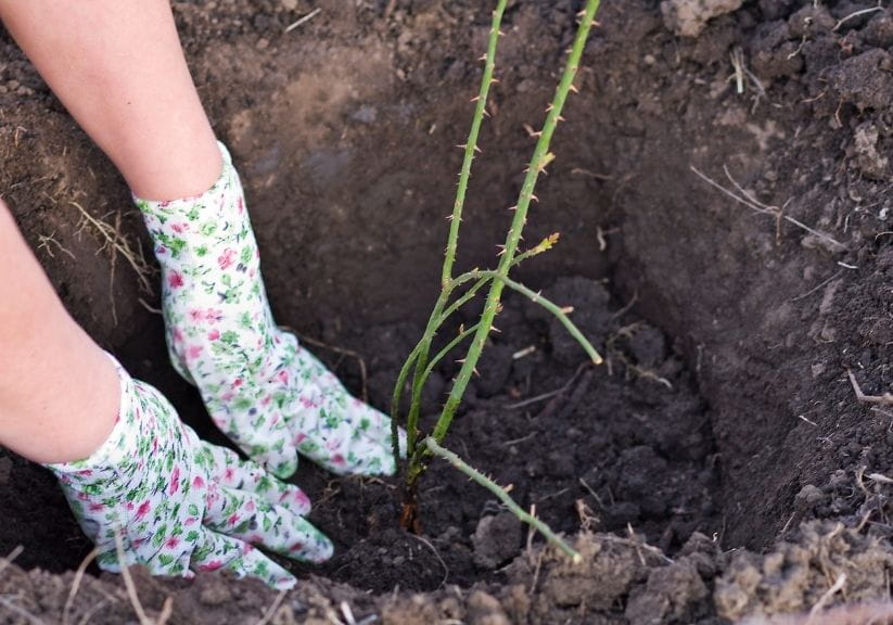 A woman wearing gloves planting a bare root rose in the soil