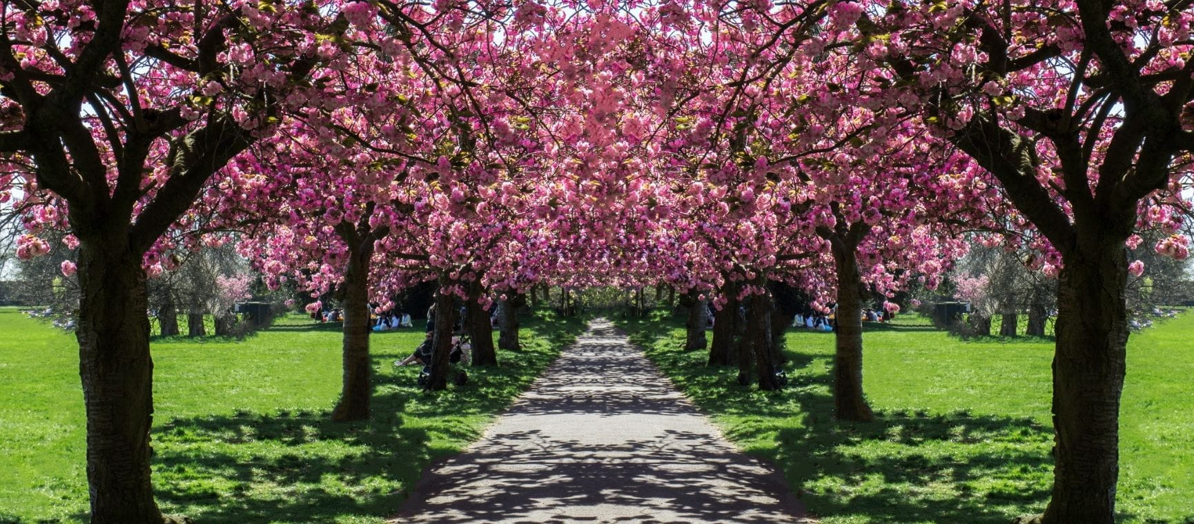 a row of cherry trees in blossom