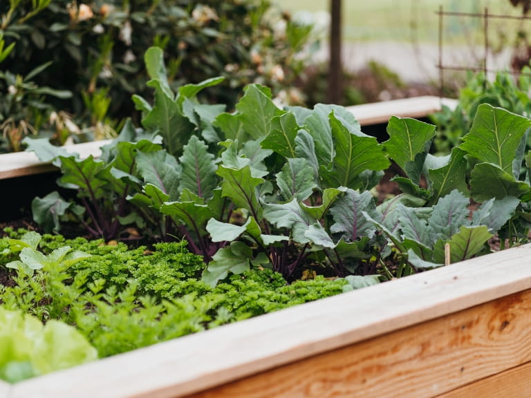 Green vegetables in a raised wooden bed
