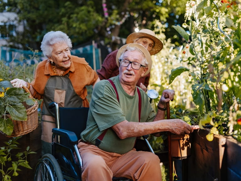 A senior man in a wheelchair tending to raised vegetable beds with two mature women