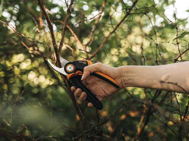 Someone using a pair of secateurs to prune a branch