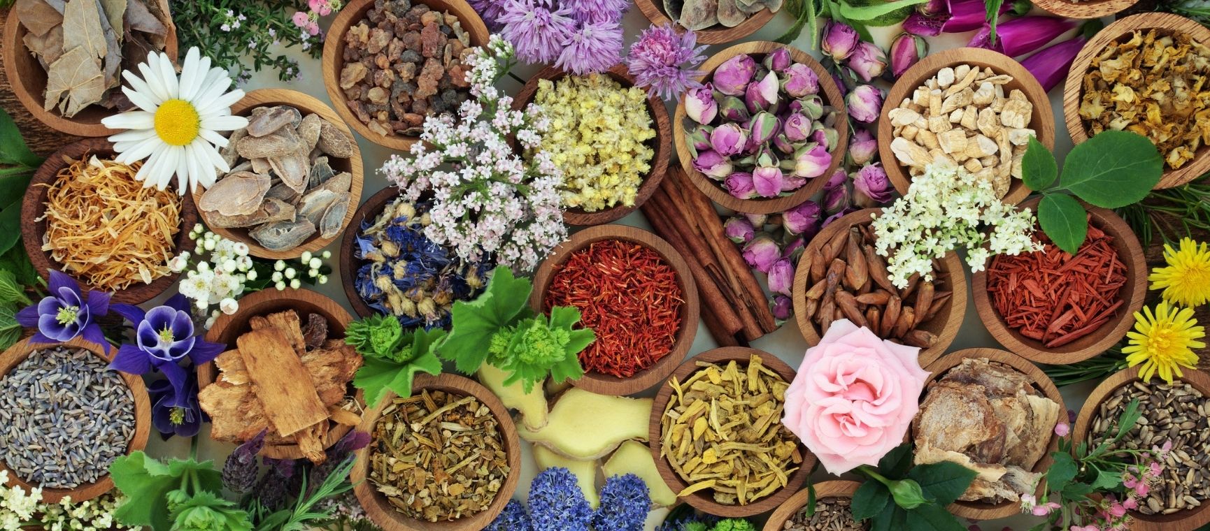 a selection of different medicinal herbs both dried and fresh