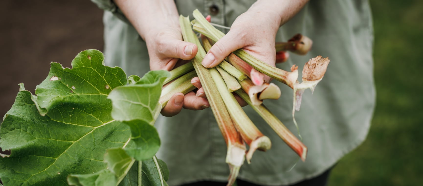 fresh rhubarb in a box