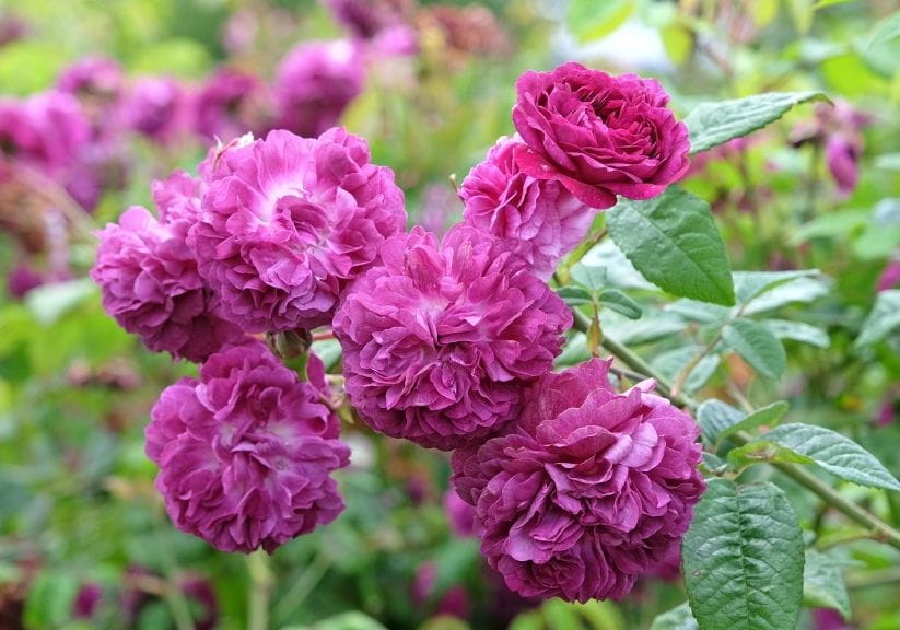 Bright pink Rose ‘Cardinal de Richelieu’ flowers