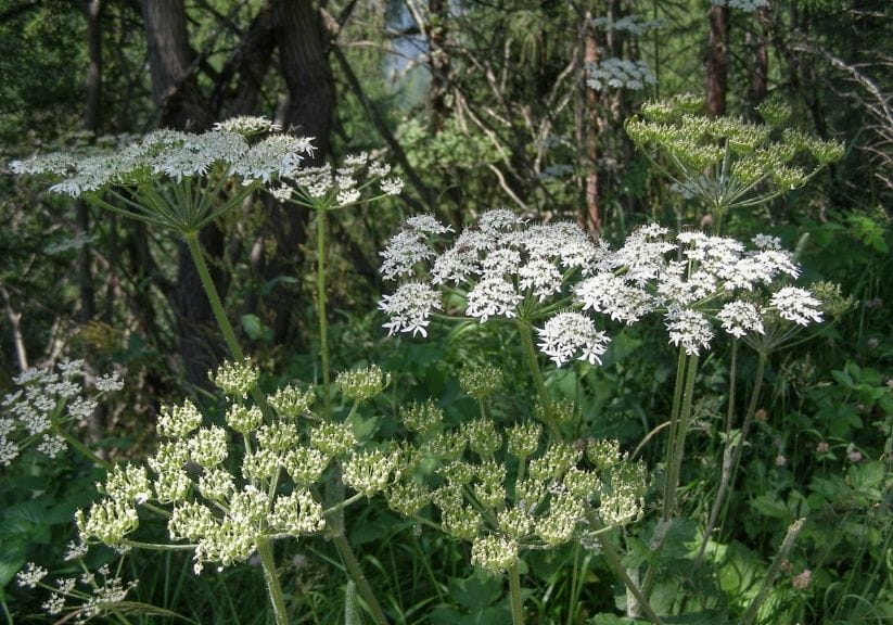 Scots Lovage plants