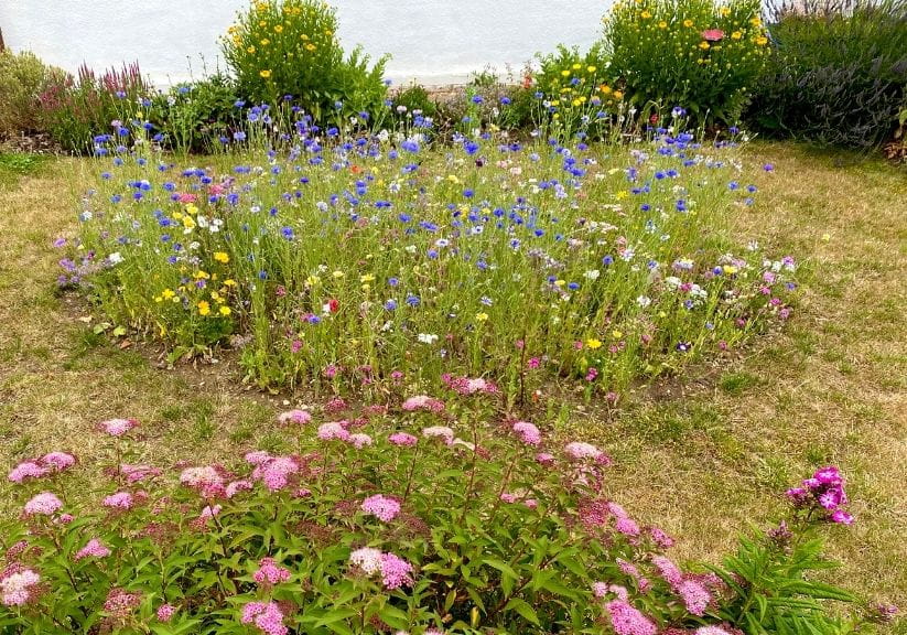 Wildflowers growing in a lawn