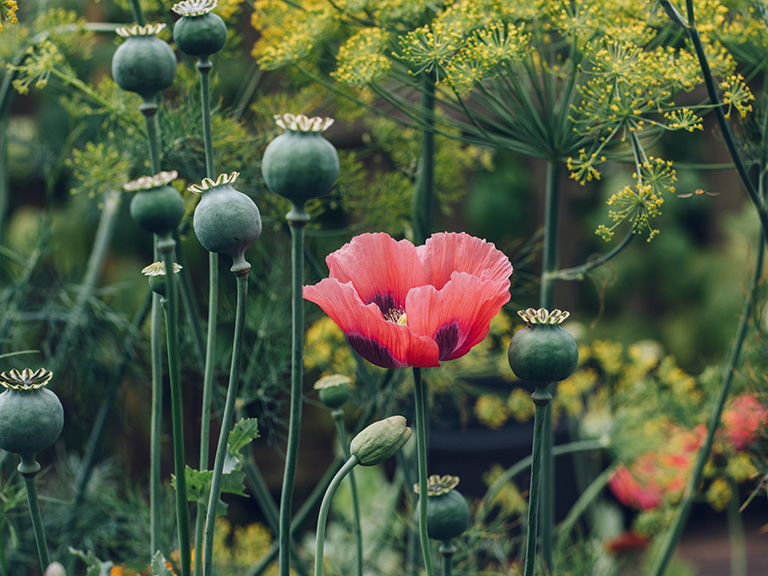 A red poppy blooming in a cut garden