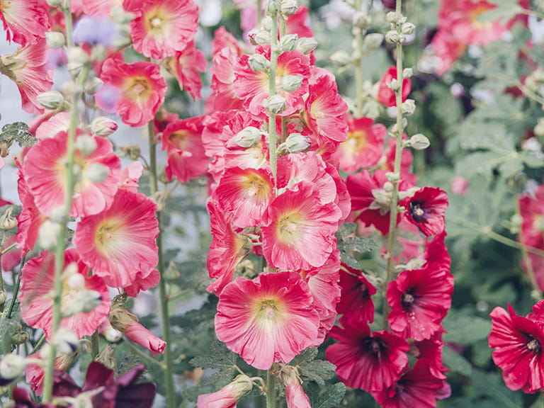 Tall pink hollyhocks in a cutting garden