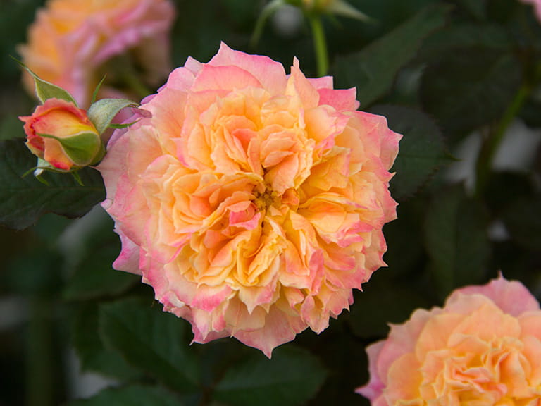 An orange-pink Duchess of Cornwall rose