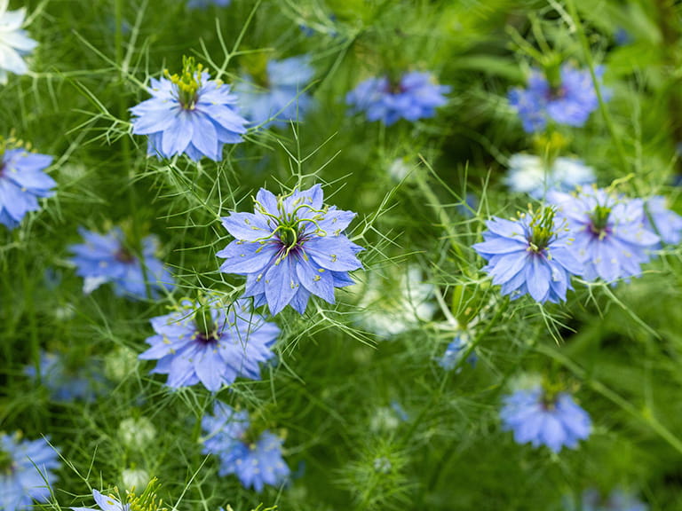 Blue 'love in a mist' flowers