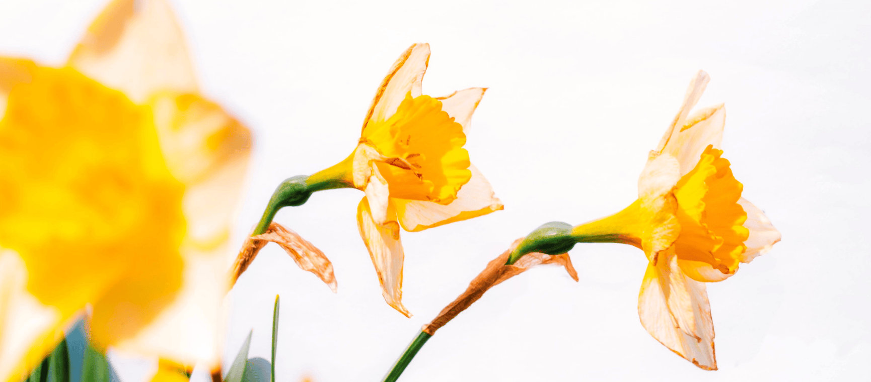 Daffodils starting to die back