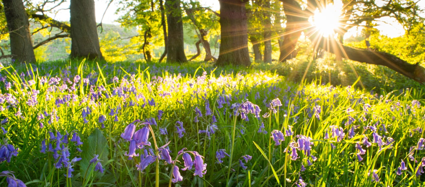 Bluebells in a field with tress bathed on golden light of the sun