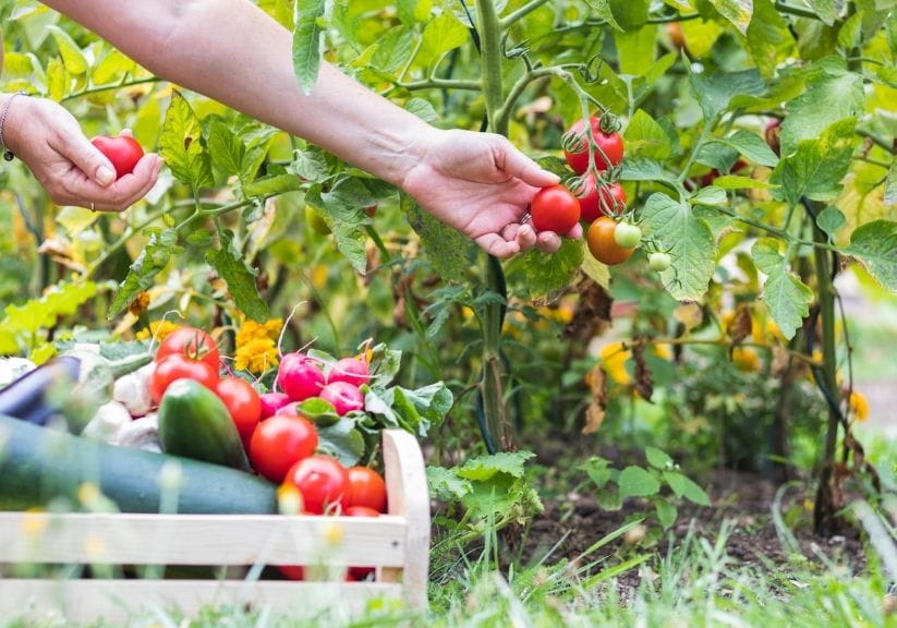 Picking ripe tomatoes in a garden on a sunny day