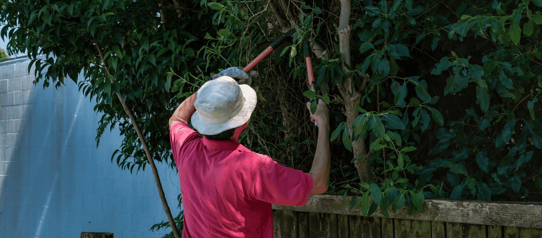 A man in a sunhat pruning a large hedge