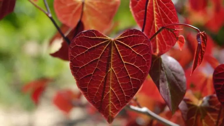 Cercis canadensis Forest Pansy, a Redbud tree with crimson heart shaped leaves in spring