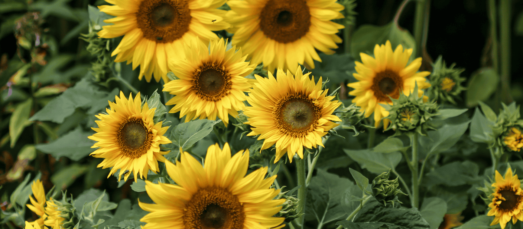 a group of sunflowers against a garden fence