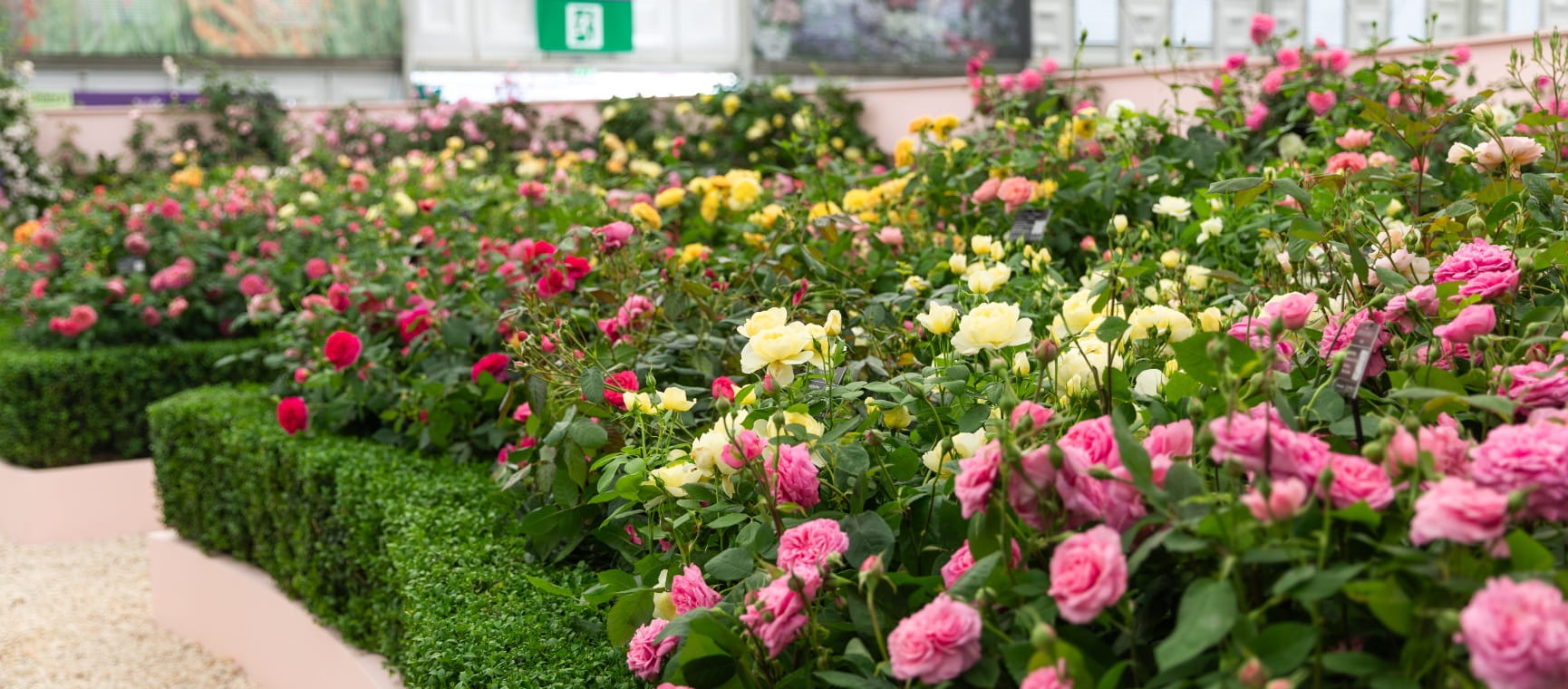 A display of David Austen roses at the Chelsea Flower Show