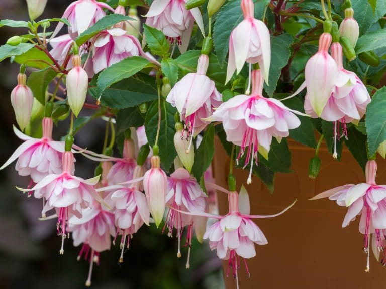 Fuchsia Patio Dancers Mambo