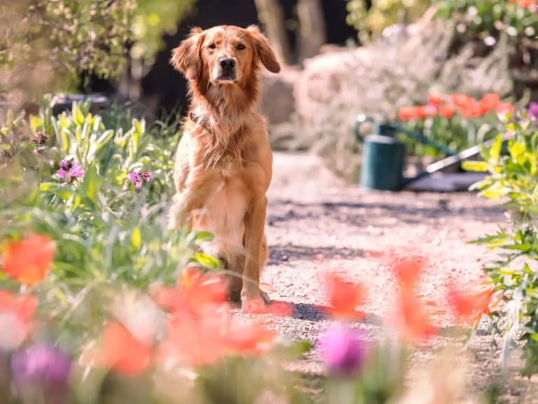 Gardener Monty Don's golden retriever, Ned, sitting in a flowering garden