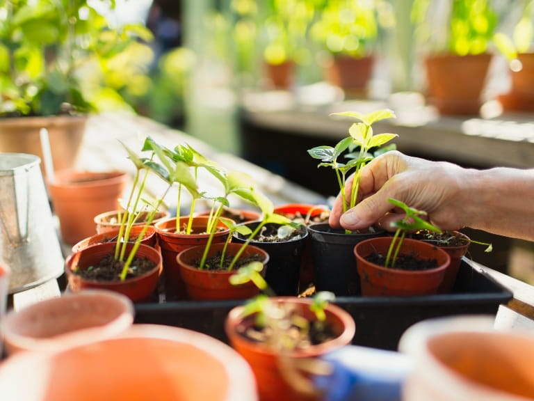 A tray of seedlings in a greenhouse